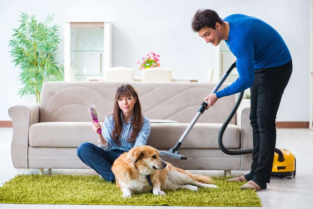 Dyson Ball Animal 2: The Best Way to Tame Your Home