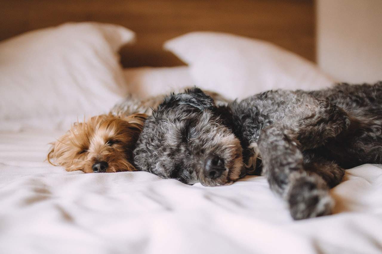 2 dog pets sleeping on the bed